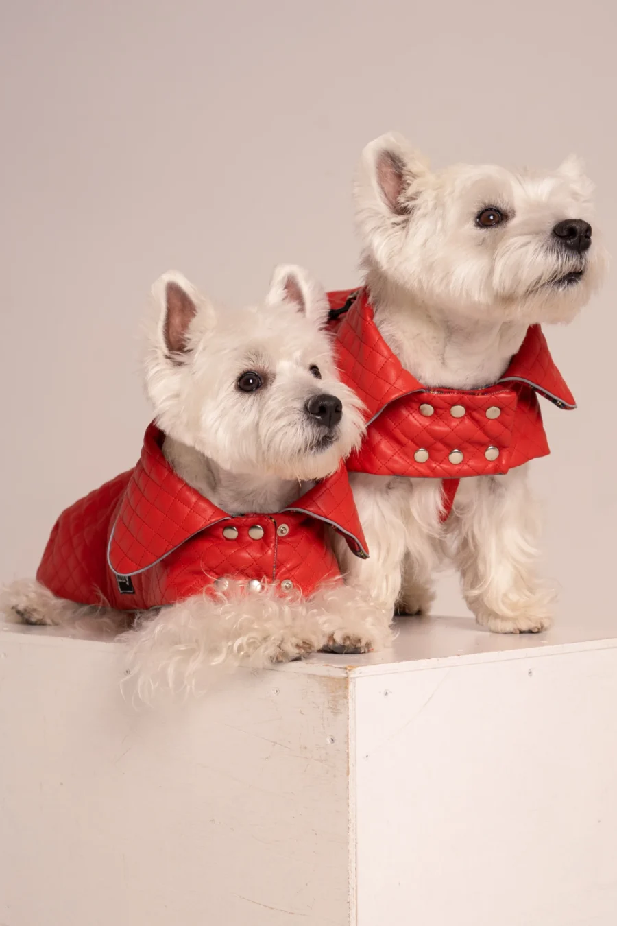 two White dogs westies in a red faux leather coat sitting together on a white cube looking front