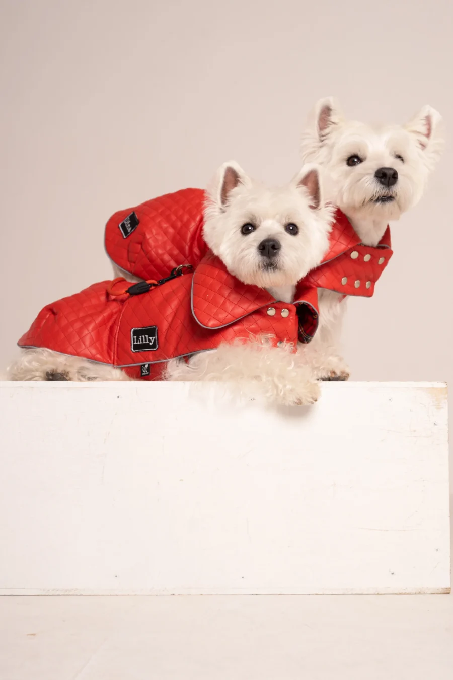 two White dogs westies in a red faux leather coat sitting together on a white cube