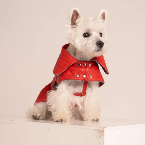 White dog westie in a red faux leather coat sitting on a white cube