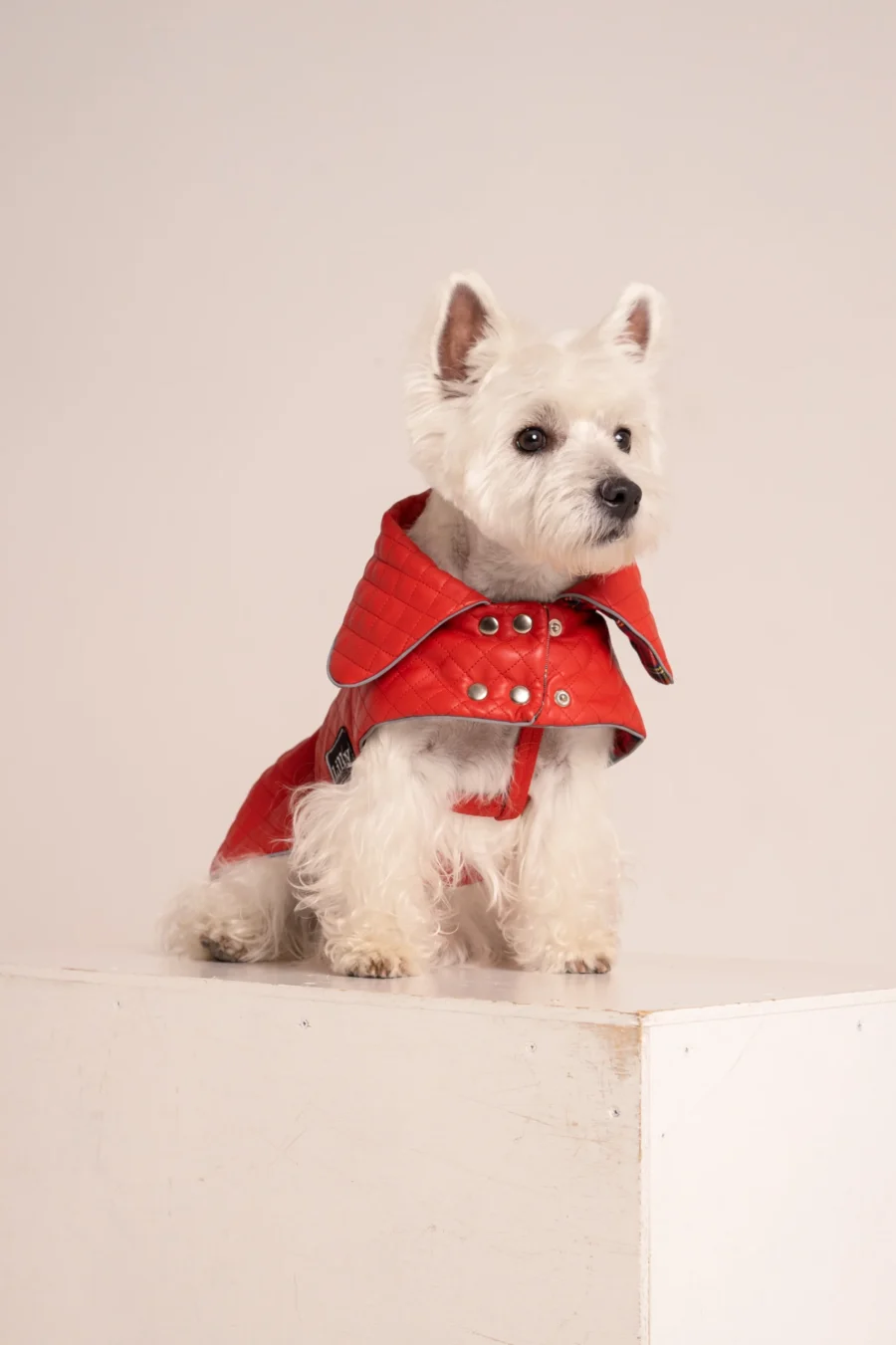 White dog westie in a red faux leather coat sitting on a white cube