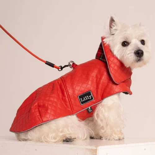 white dog girl in a Red faux leather warm winter coat dress sitting side ways with a red leash