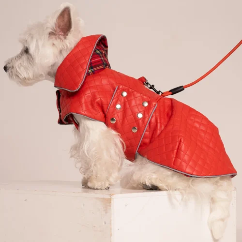White dog westie in a red faux leather coat sitting on a white cube sideways