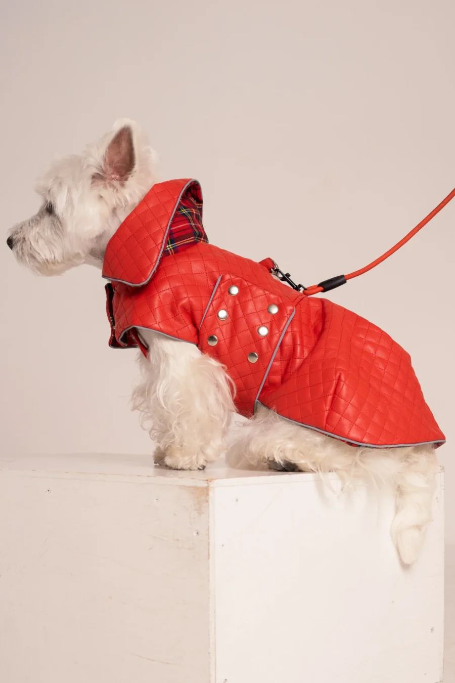 White dog westie in a red faux leather coat sitting on a white cube sideways