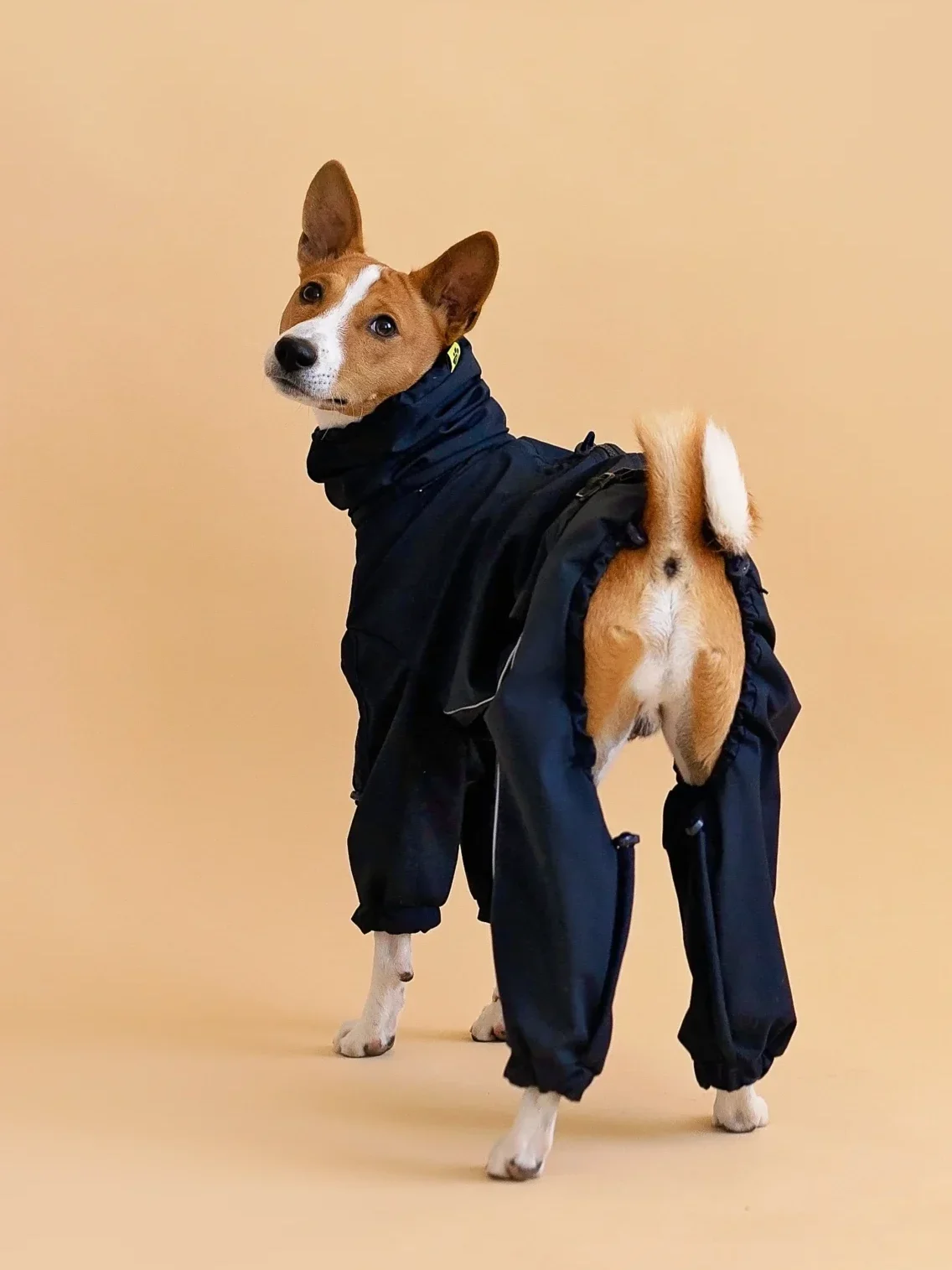 Small dog clothes: Basenji in black overall raincoat looking back