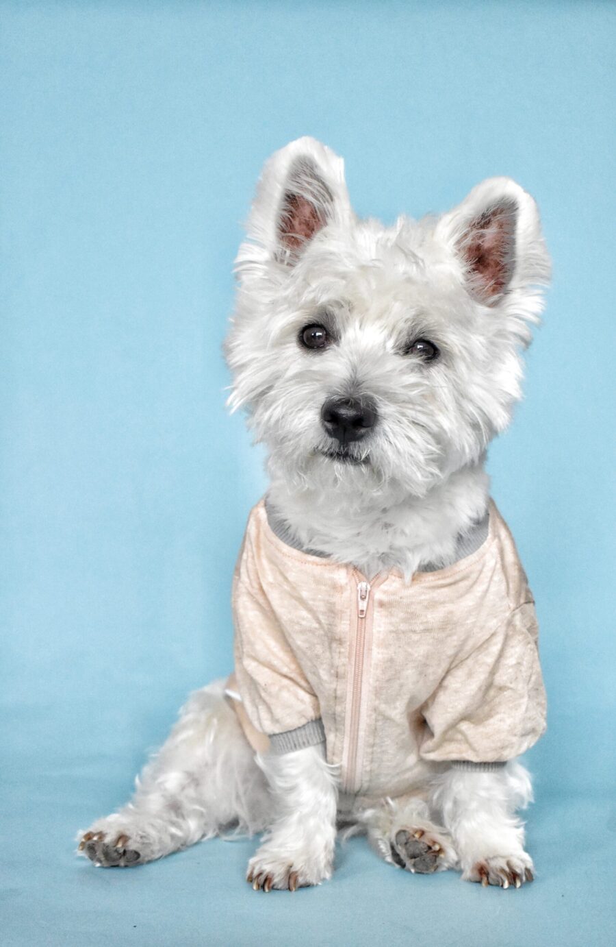 westie dog sitting and looking in blue background wearing pink linen dog tshirt made by ciuciu