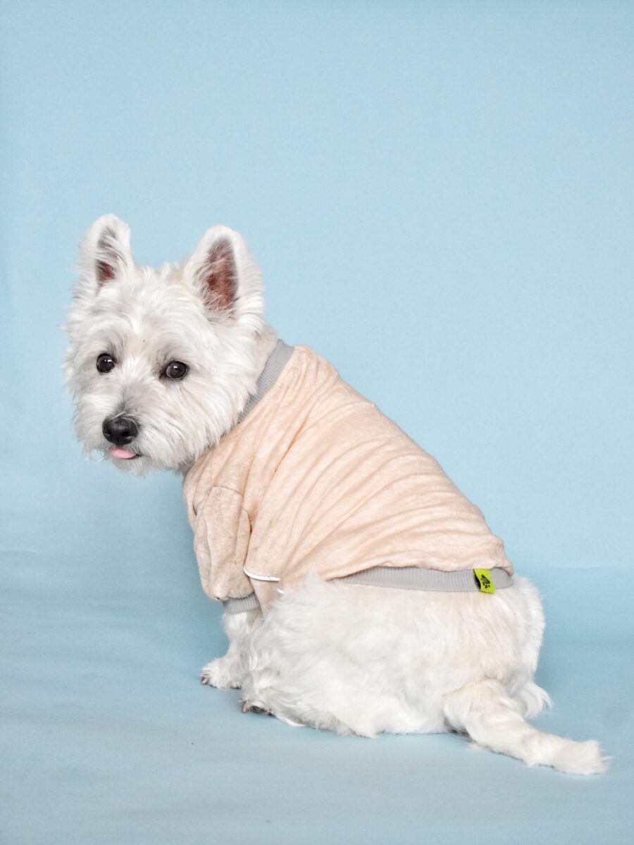 westie dog sitting and looking back in blue background wearing pink linen dog tshirt made by ciuciu