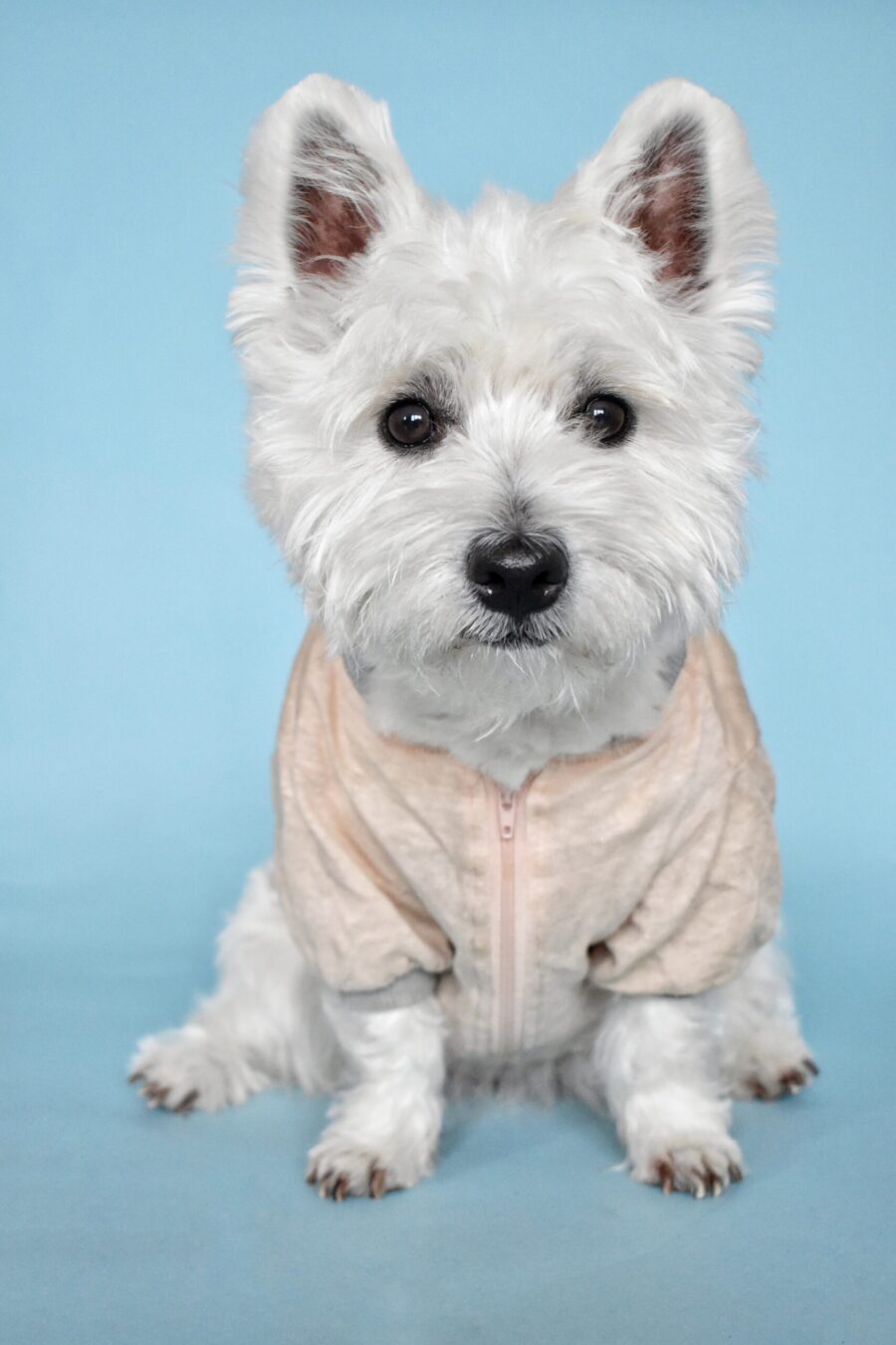 westie dog sitting and looking in blue background wearing pink linen dog tshirt made by ciuciu