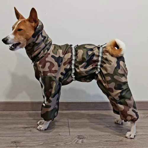 basenji standing sideways in dog raincoat camouflage dog overall. ciuciu bestdograincoats