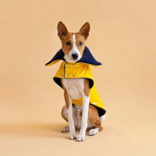 Basenji sitting in beige background looking up and wearing yellow pvc dog coat in clasic yellow style. ciuciu. best dog raincoats