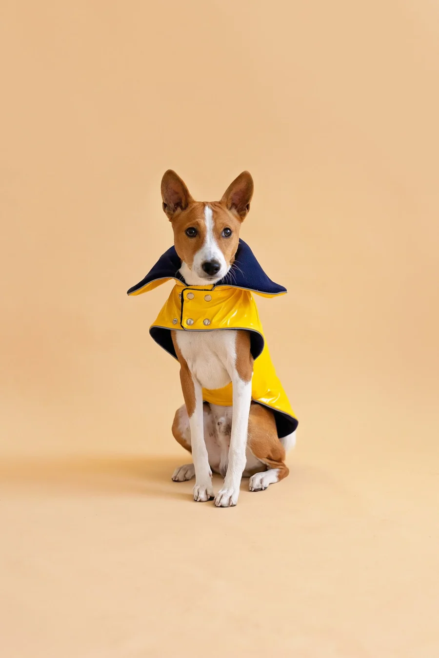 Basenji sitting in beige background looking up and wearing yellow pvc dog coat in clasic yellow style. ciuciu. best dog raincoats