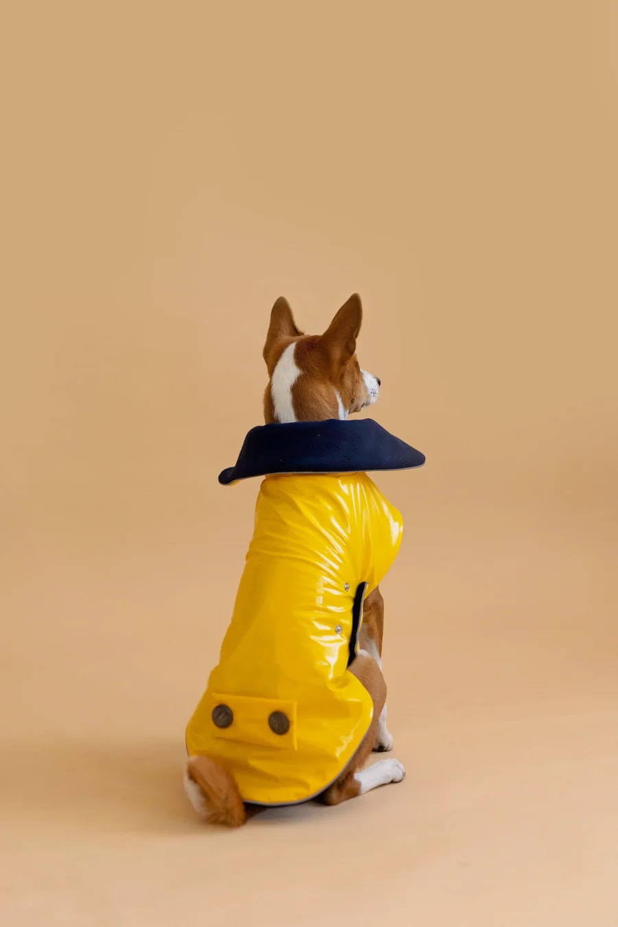 Basenji sitting backwards in beige background looking up and wearing yellow pvc dog coat in clasic yellow style. ciuciu. best dog raincoats