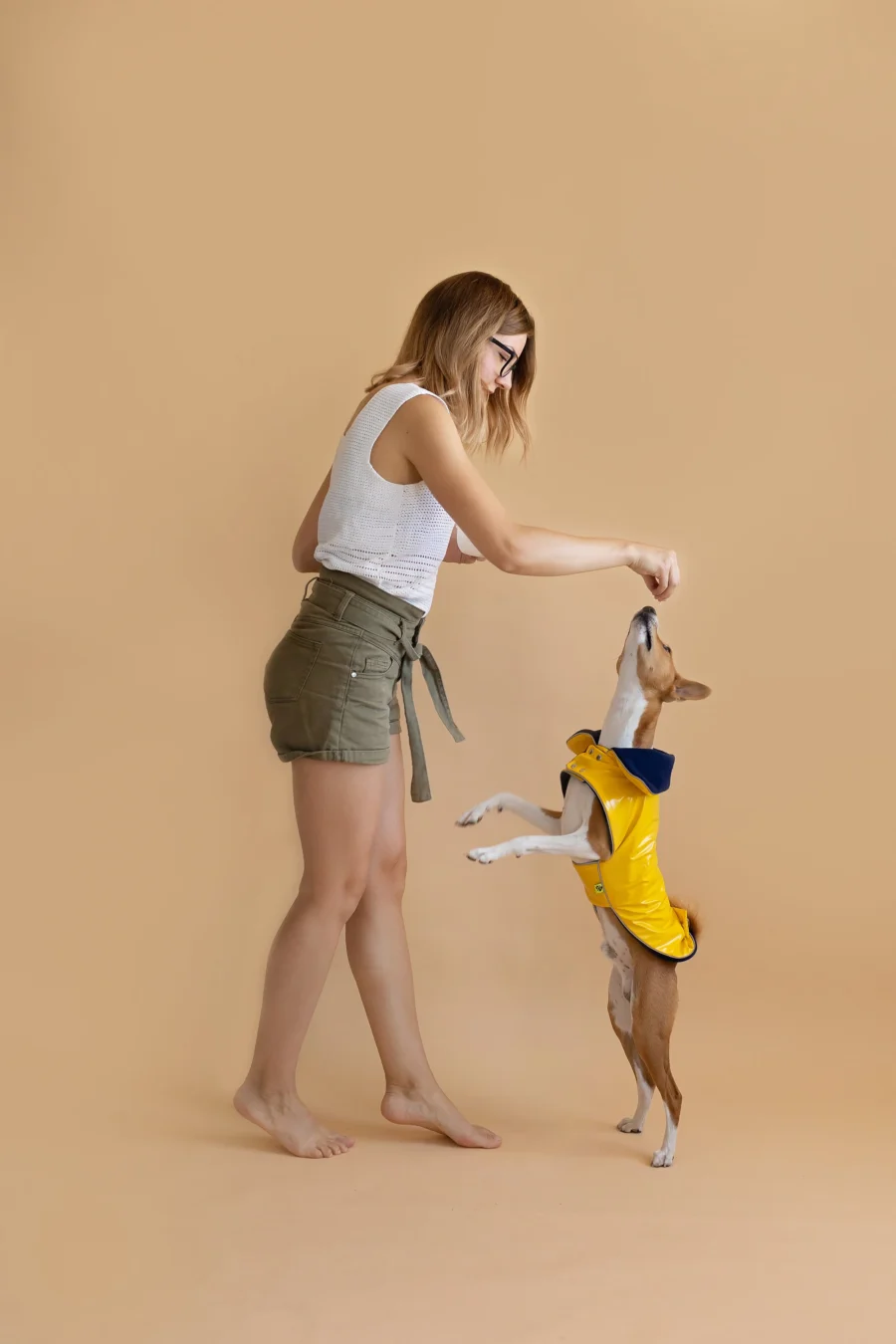 Basenji standing on two feet reahing for treats his owner is offering in beige background looking up and wearing yellow pvc dog coat in clasic yellow style. ciuciu. best dog raincoats