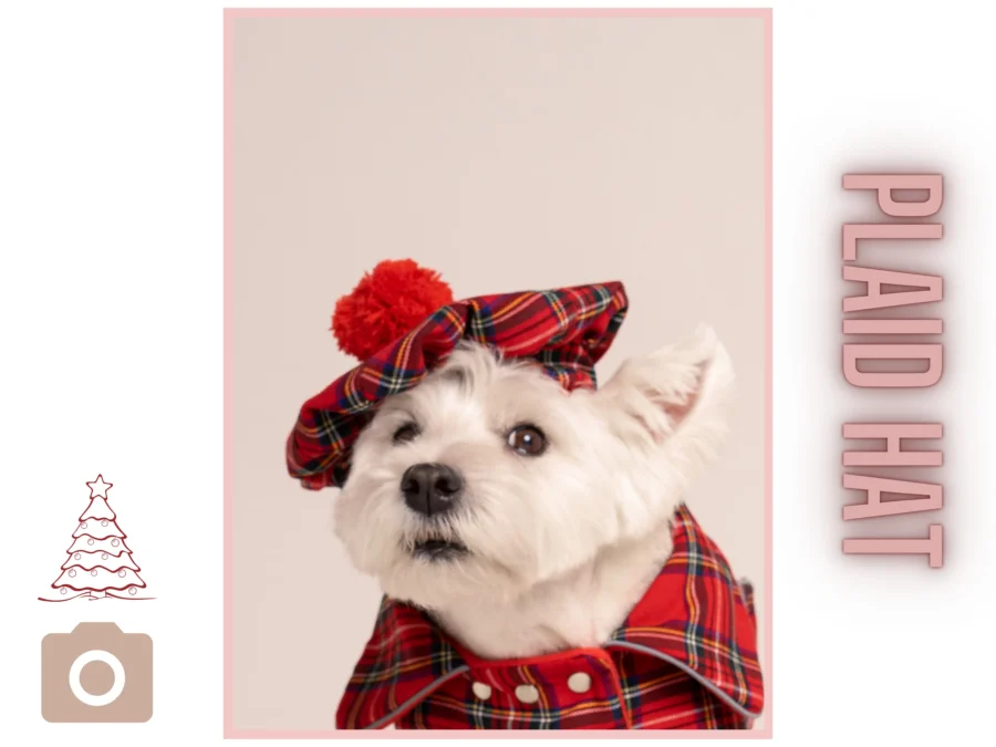 Westie sitting in beige background with head tilt wearing red plaid royal stewart christmas tam. ciuciu bestdograincoats