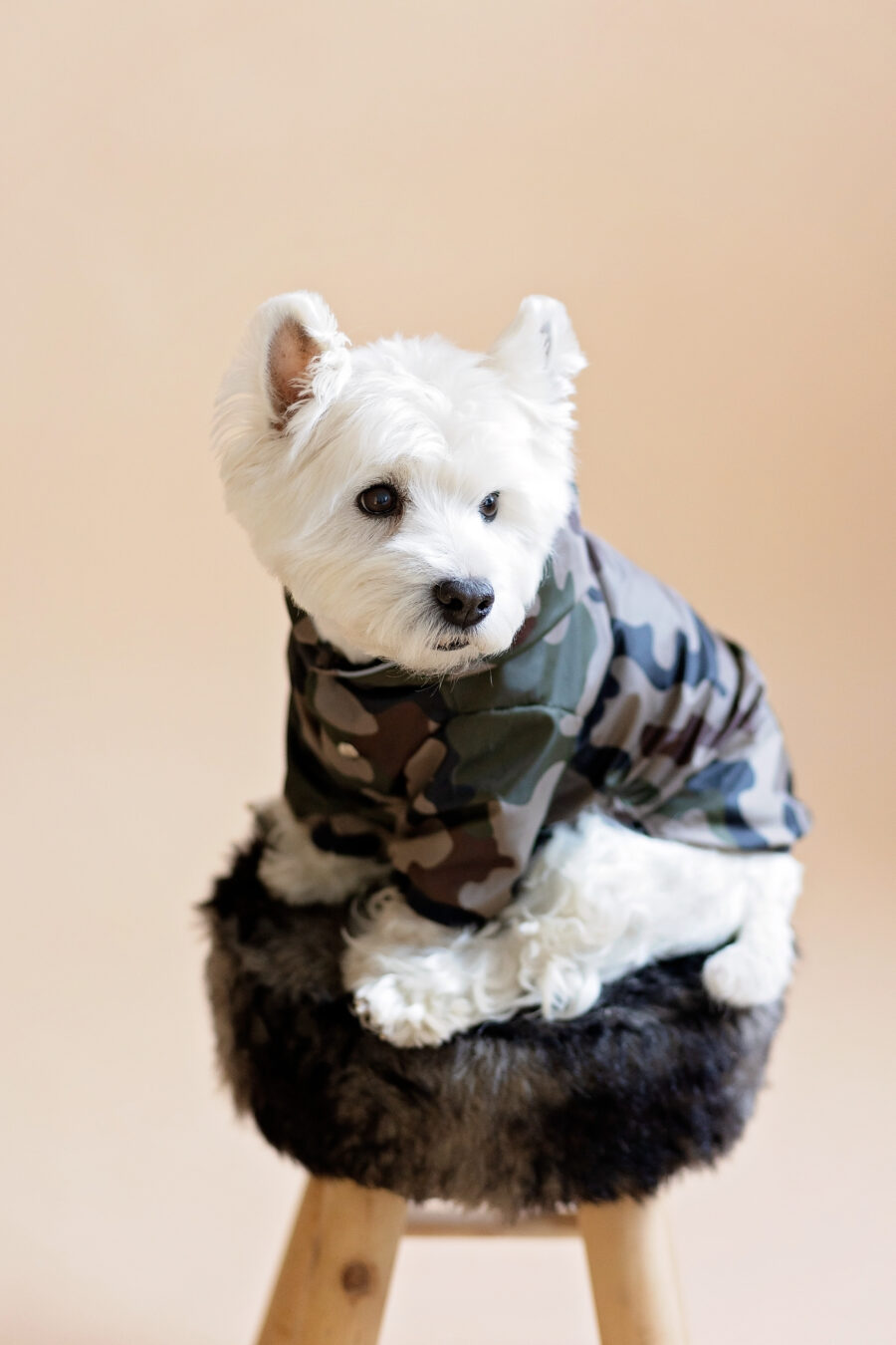 Westie sitting in beige background wearing camouflage jacket made by ciuciu