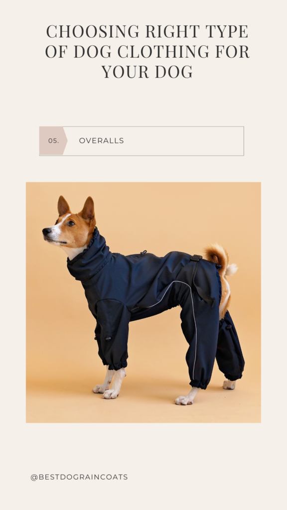 basenji in black raincoat