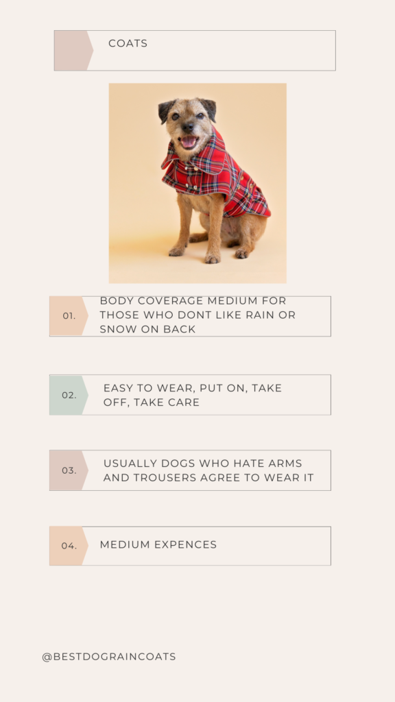 border terrier in plaid dog coat and explanation about coat