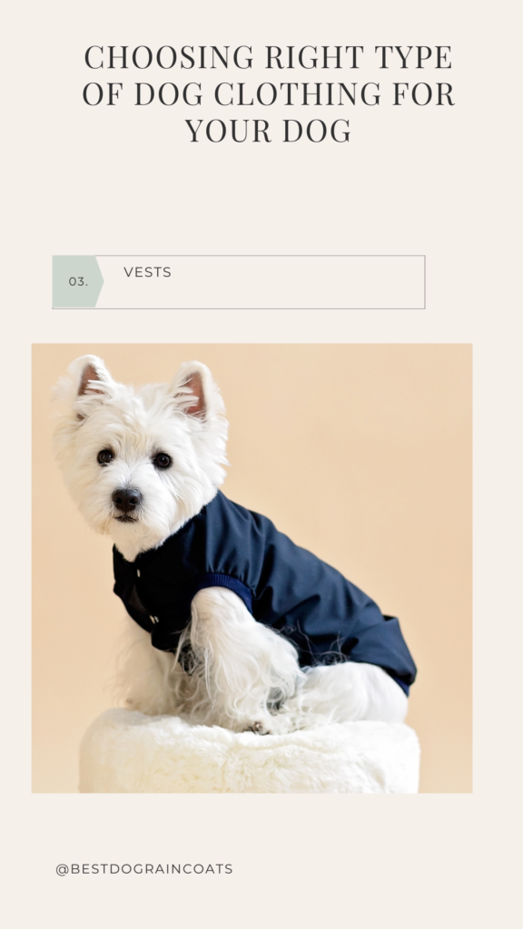 westie in black jacket