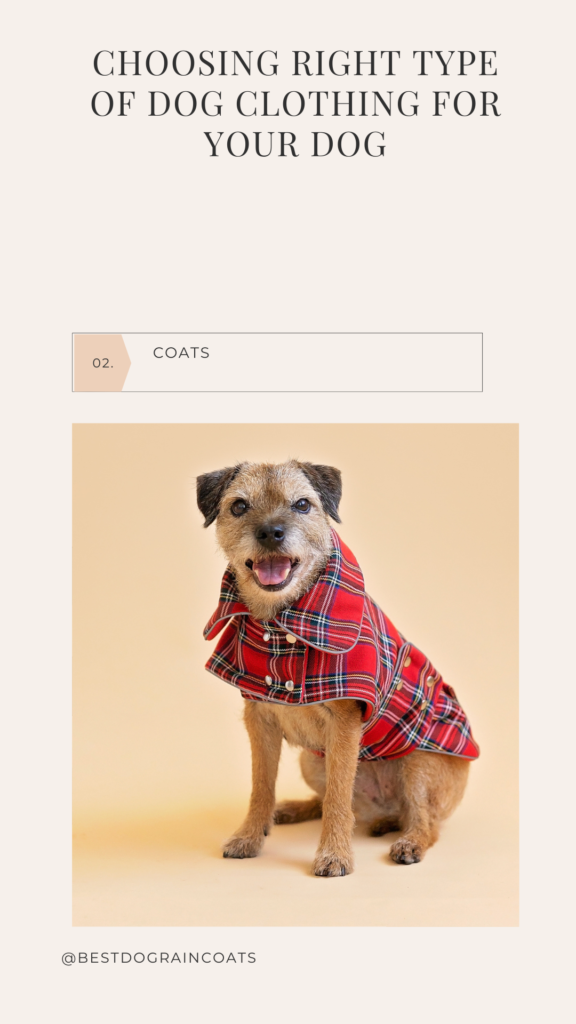 border terrier in plaid dog coat