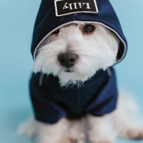 white dog in retro glow navy dog hoodie standing in fron with a hood on head, one eye almost covered