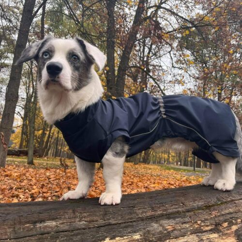 White corgi with dark grey spots wearing navy raincoat standing on a log an looking into camera. Autumn in background.