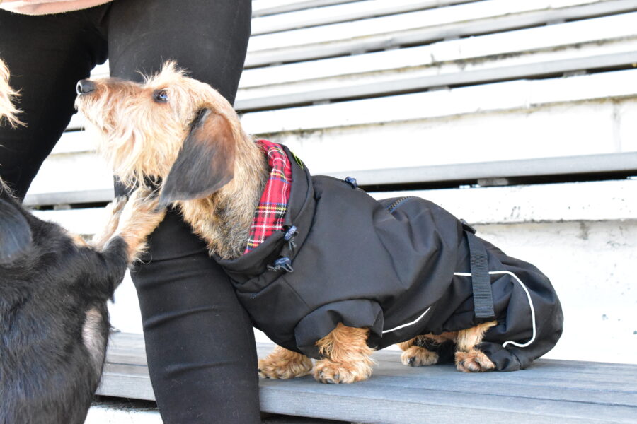 Waterproof Overall Dachshund Clothes for Winter - Image 3