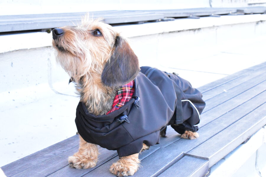 Waterproof Overall Dachshund Clothes for Winter - Image 6