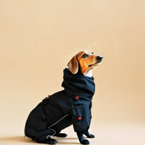 dachshund sitting sideways wearing black dog overall raincoat