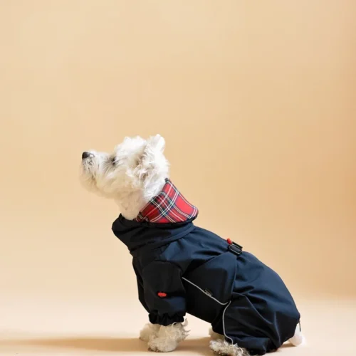 white dog westie sitting dressed in overall waterproof raincoat made by ciuciu bestdograincoats. beige background.