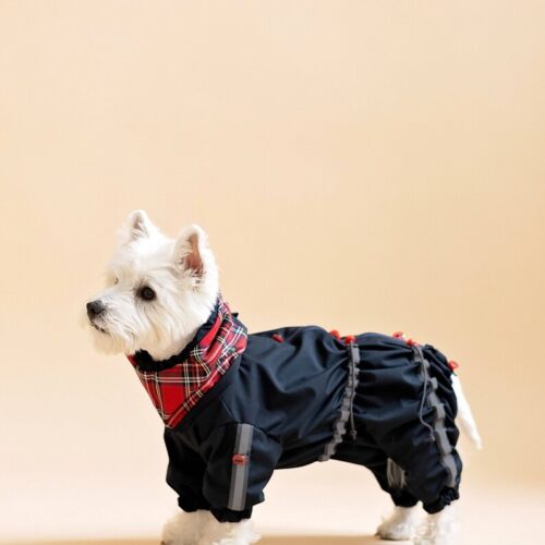 white dog westie dressed in overall waterproof raincoat made by ciuciu bestdograincoats. beige background.