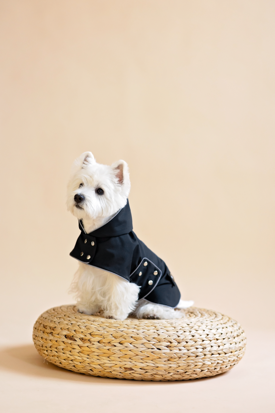 White dog sitting on wooden poof wearing Waterproof Dog Coat-made by ciuciu bestdograincoats