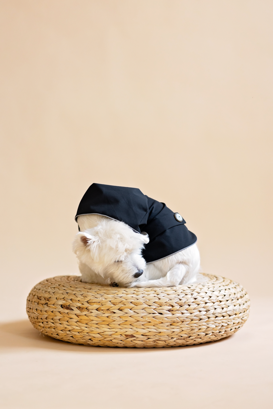 White dog sitting on wooden poof wearing Waterproof Dog Coat-made by ciuciu bestdograincoats