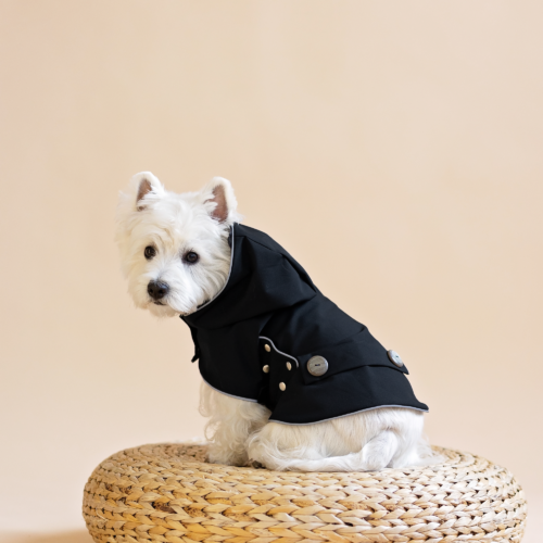 Spring Dog Clothes