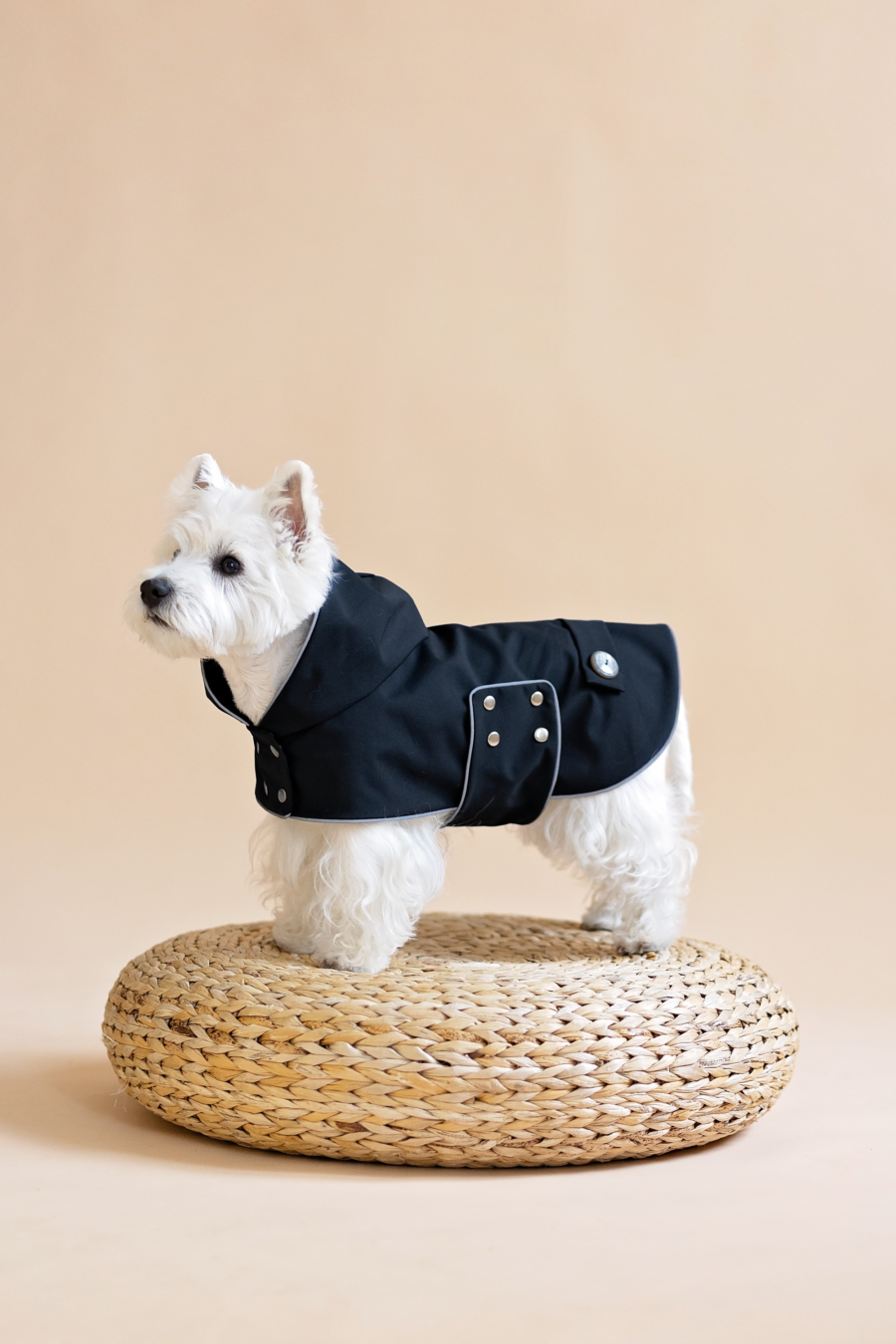 White dog sitting on wooden poof wearing Waterproof Dog Coat-made by ciuciu bestdograincoats