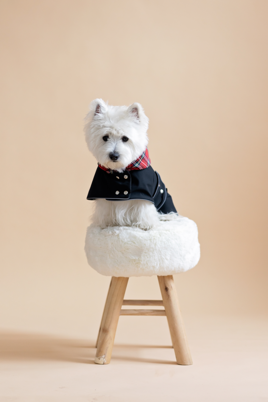 White dog sitting on fur chair wearing Waterproo-f Dog Coat-Dress With Plaid Hood or Collar CiuCiu Bestdograincoats