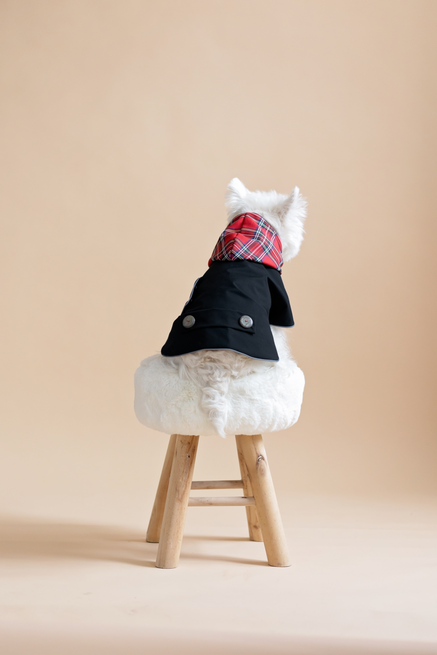 White dog sitting on fur chair wearing Waterproo-f Dog Coat-Dress With Plaid Hood or Collar CiuCiu Bestdograincoats