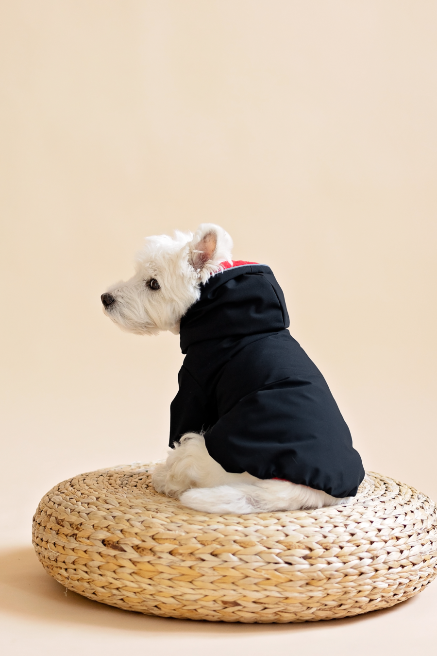 Westie standing on weeoden puff wearing black dog jacket made by ciuciu