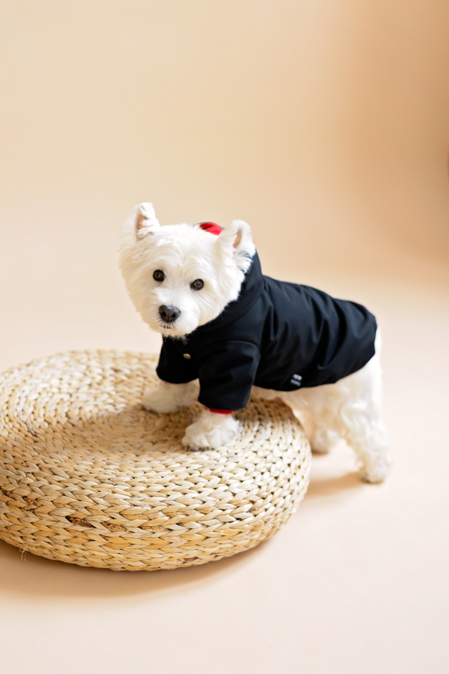 Westie standing on weeoden puff wearing black dog jacket made by ciuciu