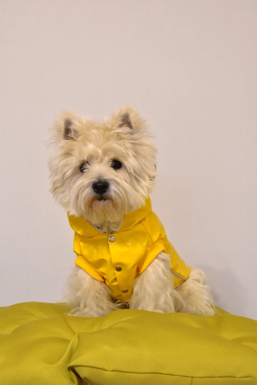 Westie sitting in funny yellow vinyl jacket with bear ears. ciuciu bestdograincoats dog clothes.