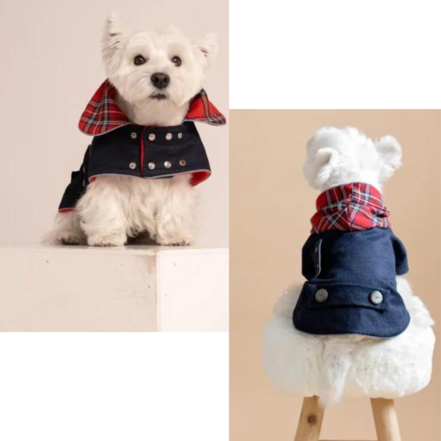 westie in a black waterproof dog coat with hood or collar