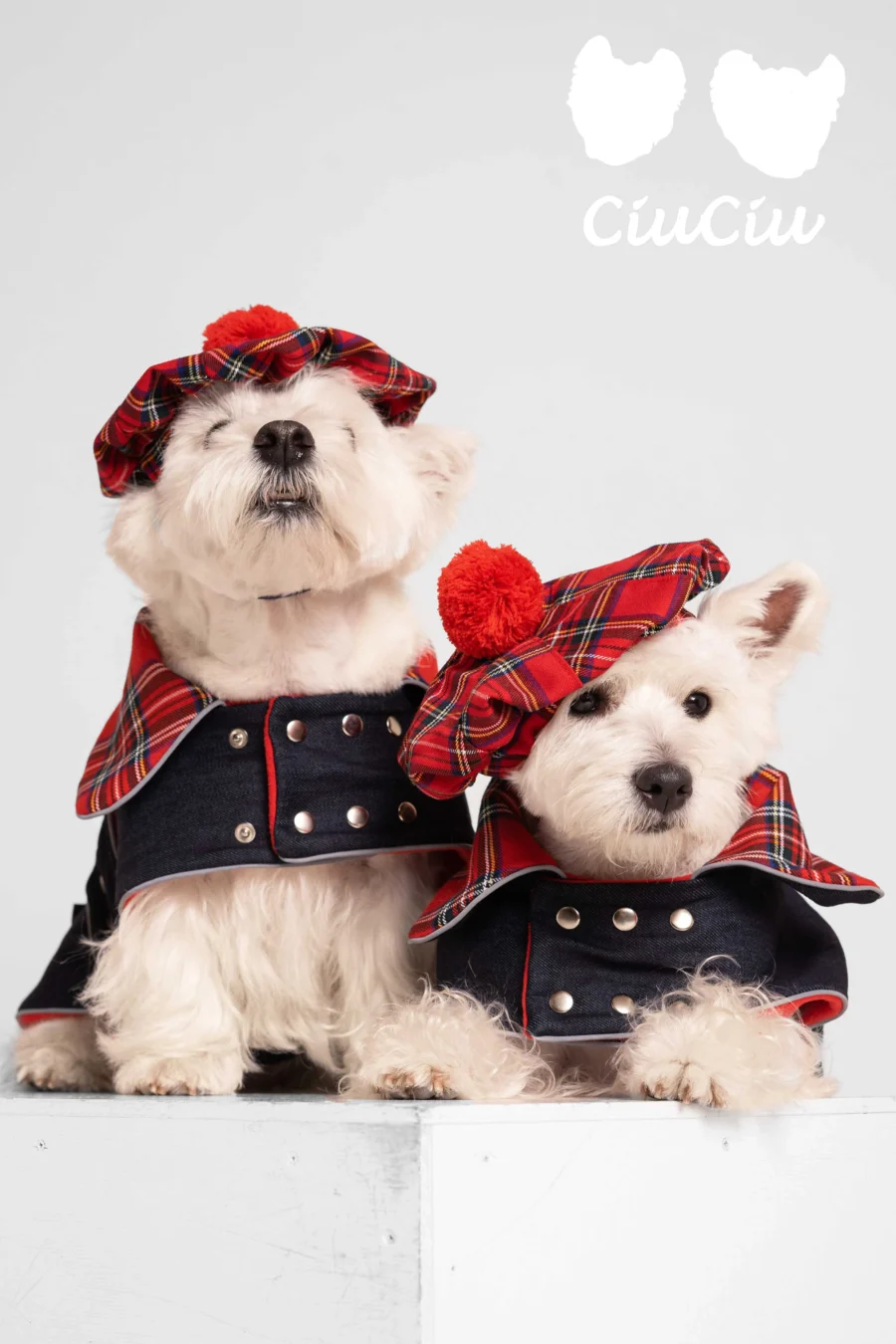 two Westies sitting in beige background, wearing red plaid royal stewart christmas tam and jeans coat. ciuciu bestdograincoats