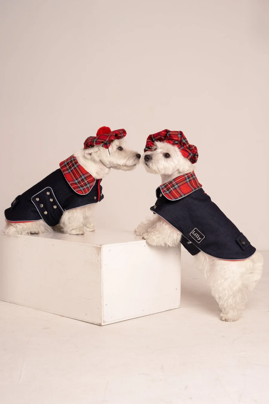 two Westies sitting in beige background, wearing red plaid royal stewart christmas tam and jeans coat. ciuciu bestdograincoats