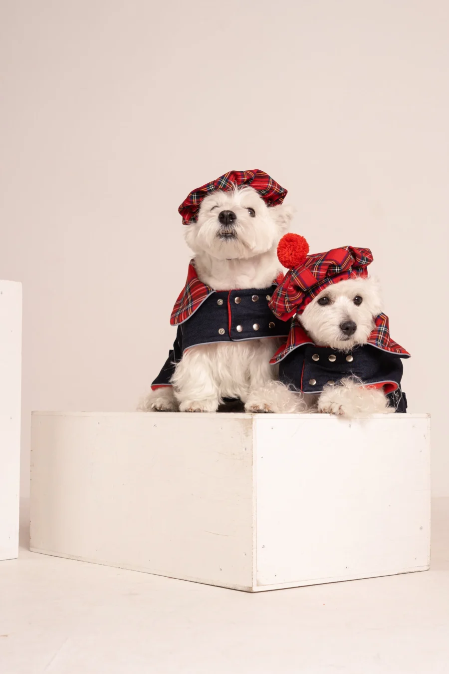 two Westies sitting in beige background, wearing red plaid royal stewart christmas tam and jeans coat. ciuciu bestdograincoats