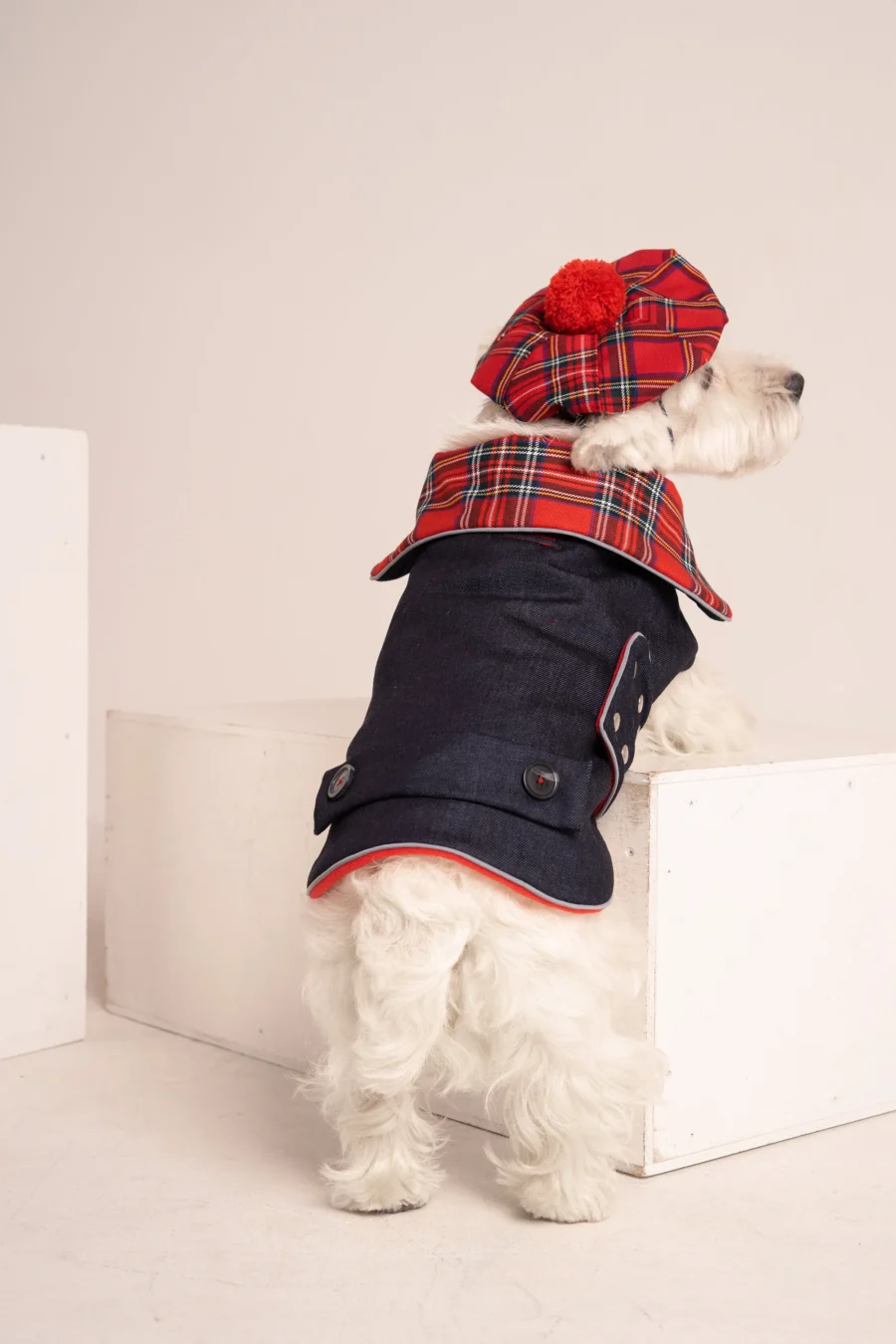 Westie sitting in beige background, wearing red plaid royal stewart christmas tam and jeans coat. ciuciu bestdograincoats