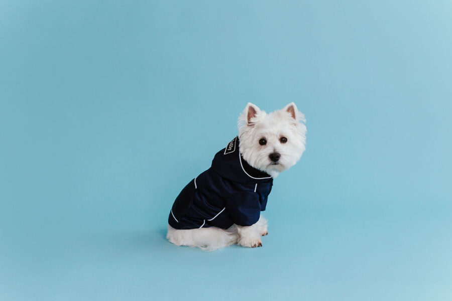 white dog in retro glow navy dog hoodie standing in fron with a hood on head, one eye almost covered