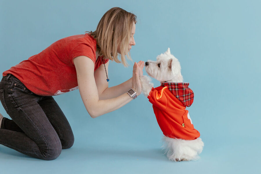 White dog westie sitting in fron givinbg high five dressed in red fleece hoodie with lighted reflects on arms