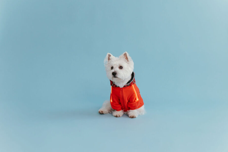 White dog westie sitting in fron givinbg high five dressed in red fleece hoodie with lighted reflects on arms