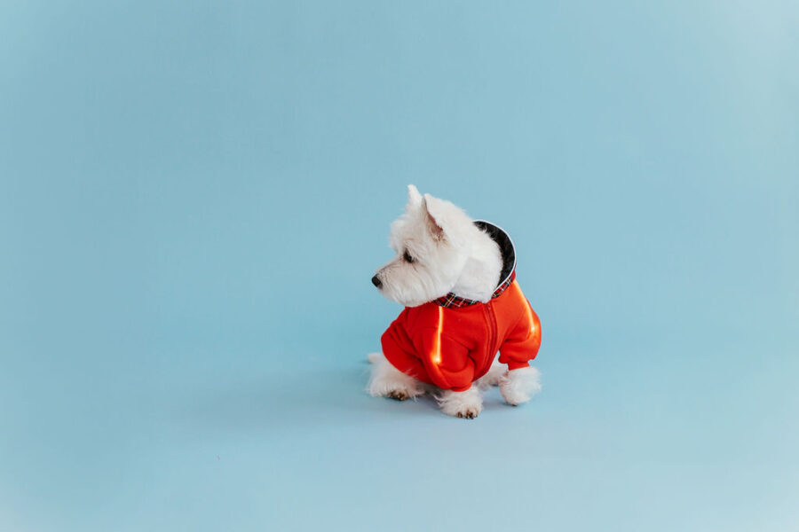 White dog westie sitting in fron givinbg high five dressed in red fleece hoodie with lighted reflects on arms