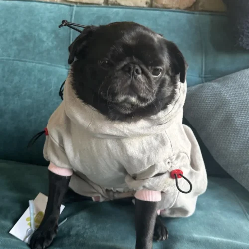 pug in linen overall as protection from ticks