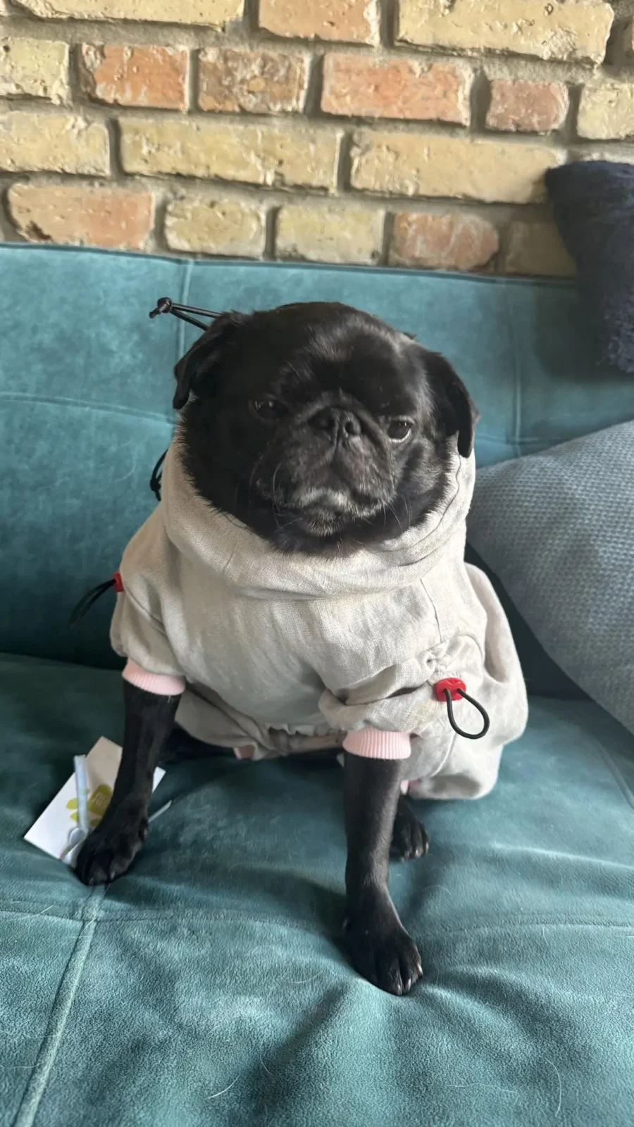 pug in linen overall as protection from ticks