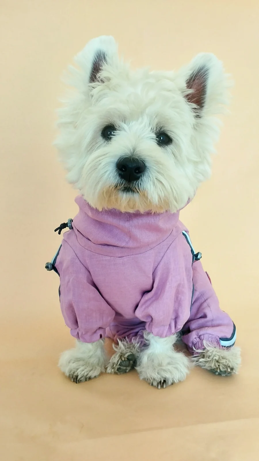 westie in linen overall as protection from ticks